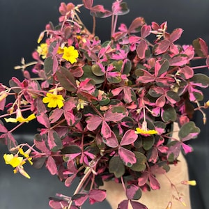 Oxalis Triangularis Variegated - Etsy