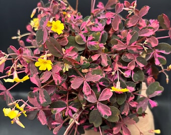 4" BICOLOR OXALIS VULCANICOLA Variegated plant pot - Triangularis Shamrock - bright pink  purple leaves - yellow flowers - houseplant or out