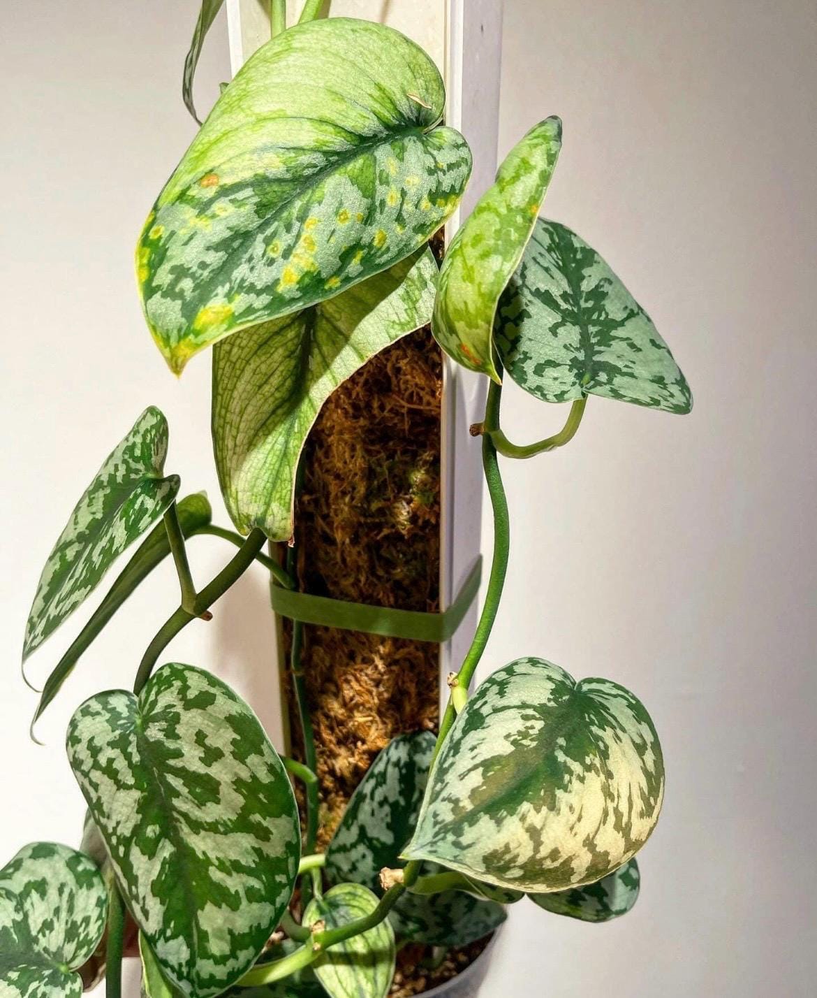 Bakunawa Scindapsus Plant - Rare Philippines Foliage - Unrooted