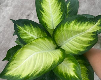4” TROPIC MARIANNE Dieffenbachia plant pot  - Dumb Cane houseplant - low maintenance tropical - lush  home decor