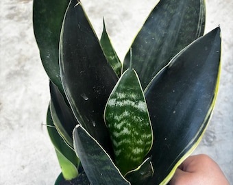 6” SUPERBA FABI Snake plant pot - dark green leaves - yellow trim foliage Sanserviera home decor houseplant - removes pollutants -
