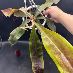 Gay Plant - Etsy