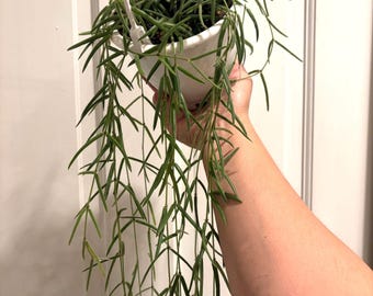 4.5” Hoya LINEARIS hanging EXACT basket “D” - super long trailing Porcelain Wax plant - easy care plant - full with several rooted sections