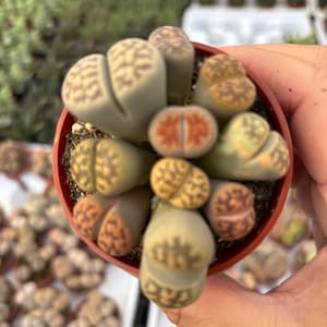 May include: A small, round, terracotta-colored pot filled with several Lithops plants. The succulent plants have a variety of colors, including green, tan, and orange. The plants are in a potting mix.