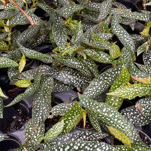 May include: A close-up of a group of potted plants with green leaves covered in white spots. The plants are arranged in a grid pattern.