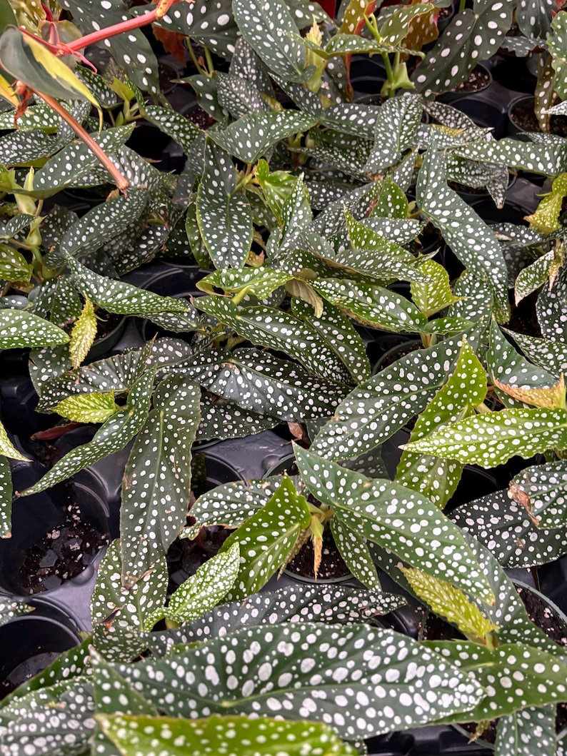 May include: A close-up of a group of potted plants with green leaves covered in white spots. The plants are arranged in a grid pattern.