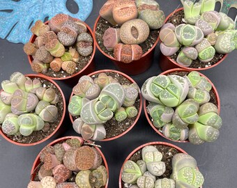 3” rooted Lithop / Living Stones / Pebble Stones/ “butt” pot  (winter shipping included)