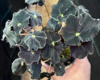 4” SPIRIT OF ZANZIBAR Begonia plant pot - unique Rex intricate sage green foliage leaves - houseplant - dark goth home decor