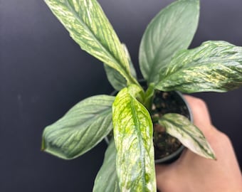4” VARIEGATED SPATHIPHYLLUM SENSATION plant pot - Peace Lily tropical houseplant