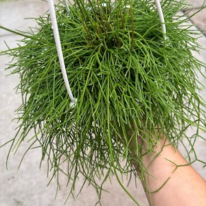 May include: A vibrant green Rhipsalis plant in a white hanging basket. The plant has long, thin, needle-like stems that cascade downwards. The plant is a bright green color and appears healthy. The hanging basket is made of white metal.