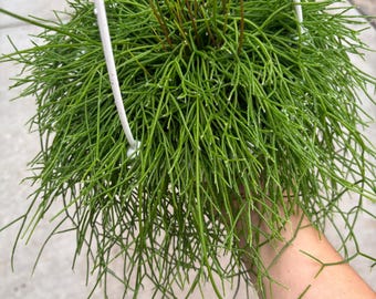6” Rhipsalis Burchellii plant hanging basket - rooted and trailing Mistletoe Cactus - bushy houseplant - thinner foliage leaves