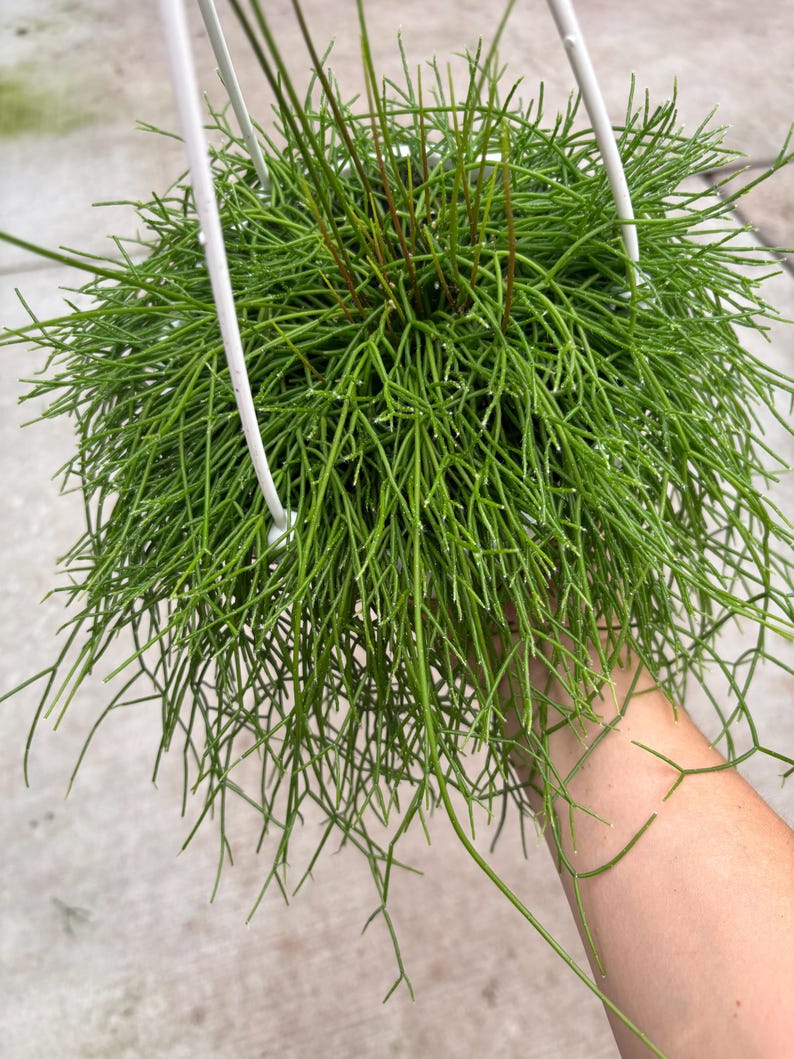 May include: A vibrant green Rhipsalis plant in a white hanging basket. The plant has long, thin, needle-like stems that cascade downwards. The plant is a bright green color and appears healthy. The hanging basket is made of white metal.