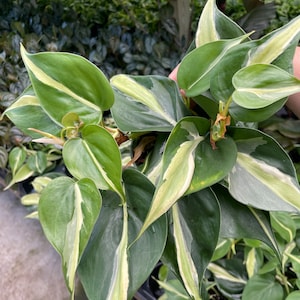 4” Silver Stripe plant pot - uncommon Philodendron - beautiful foliage leaf coloration - lush trailing and full home decor