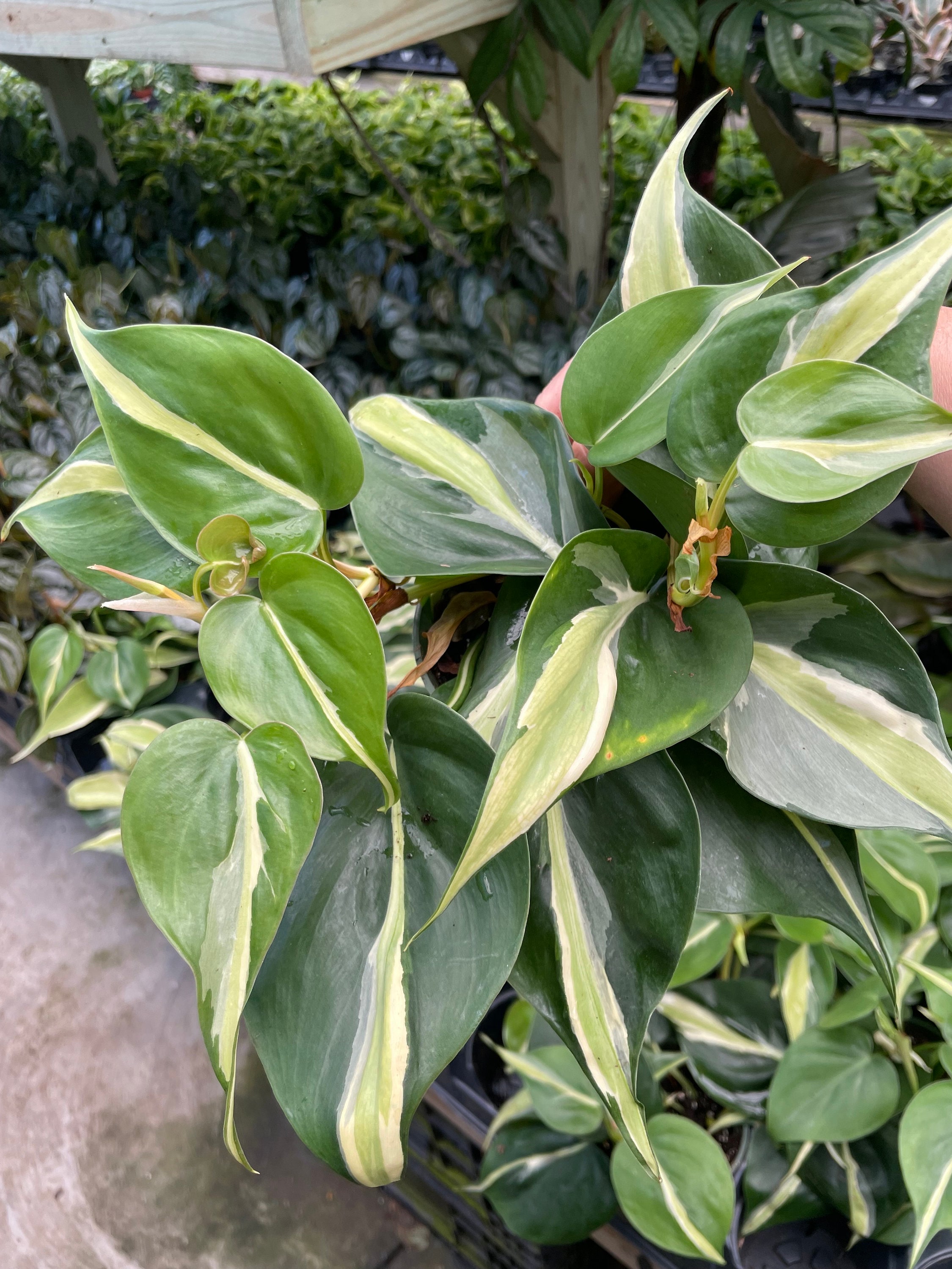 philodendron princess marble Philodendron 'Pink Princess Marble' main image 0