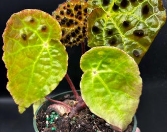 4” Begonia FEROX pot - Troll Begonia - unique and rare hairy bullae houseplant - fully rooted home decor - cool goth gift