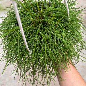 May include: A vibrant green Rhipsalis plant in a white hanging pot. The plant has long, thin, needle-like stems that cascade downwards. The plant is suspended by a white metal hanger, creating a visually appealing display of natural greenery.