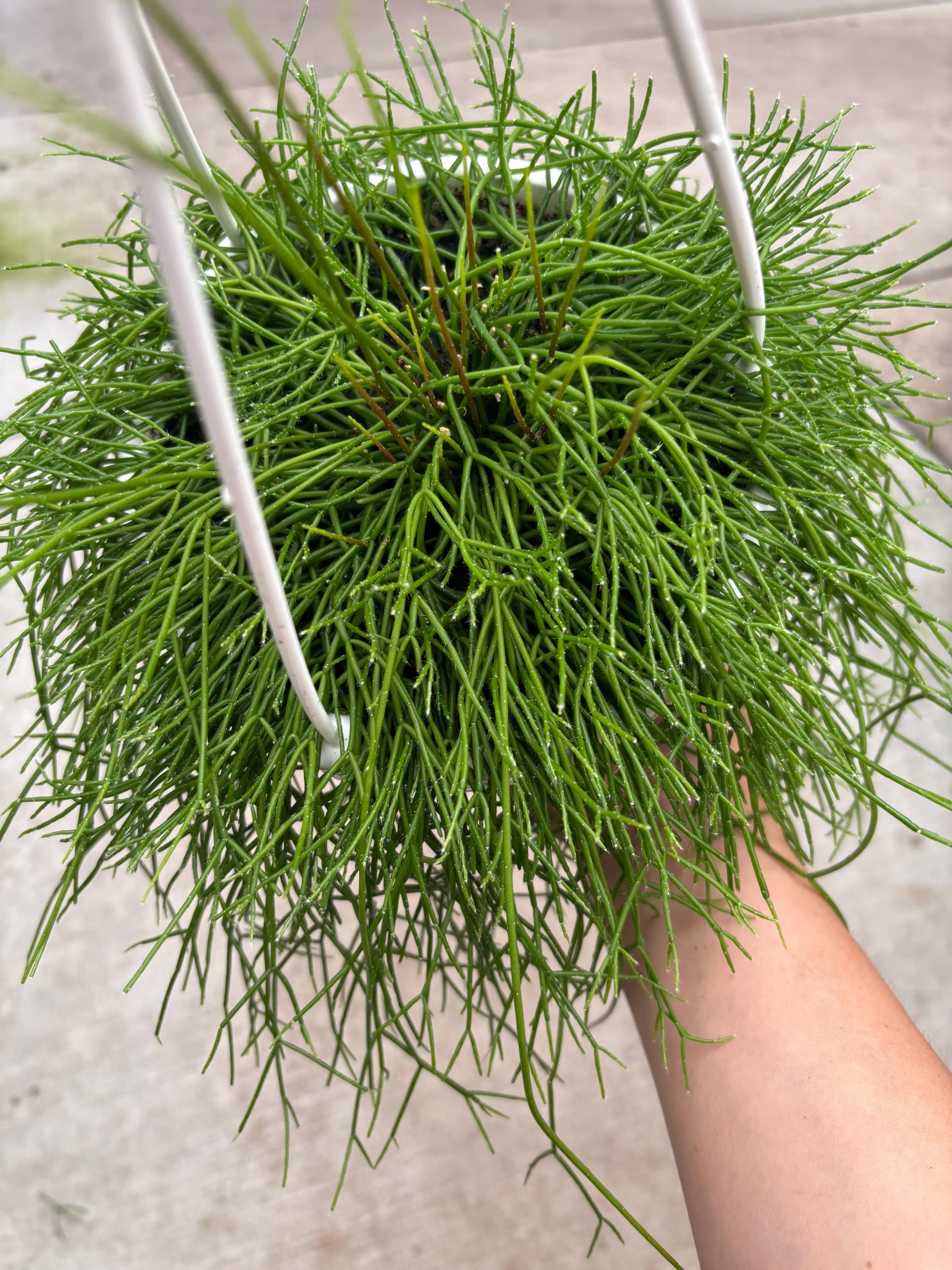 6” Rhipsalis Burchellii Plant Hanging Basket - Rooted and Trailing