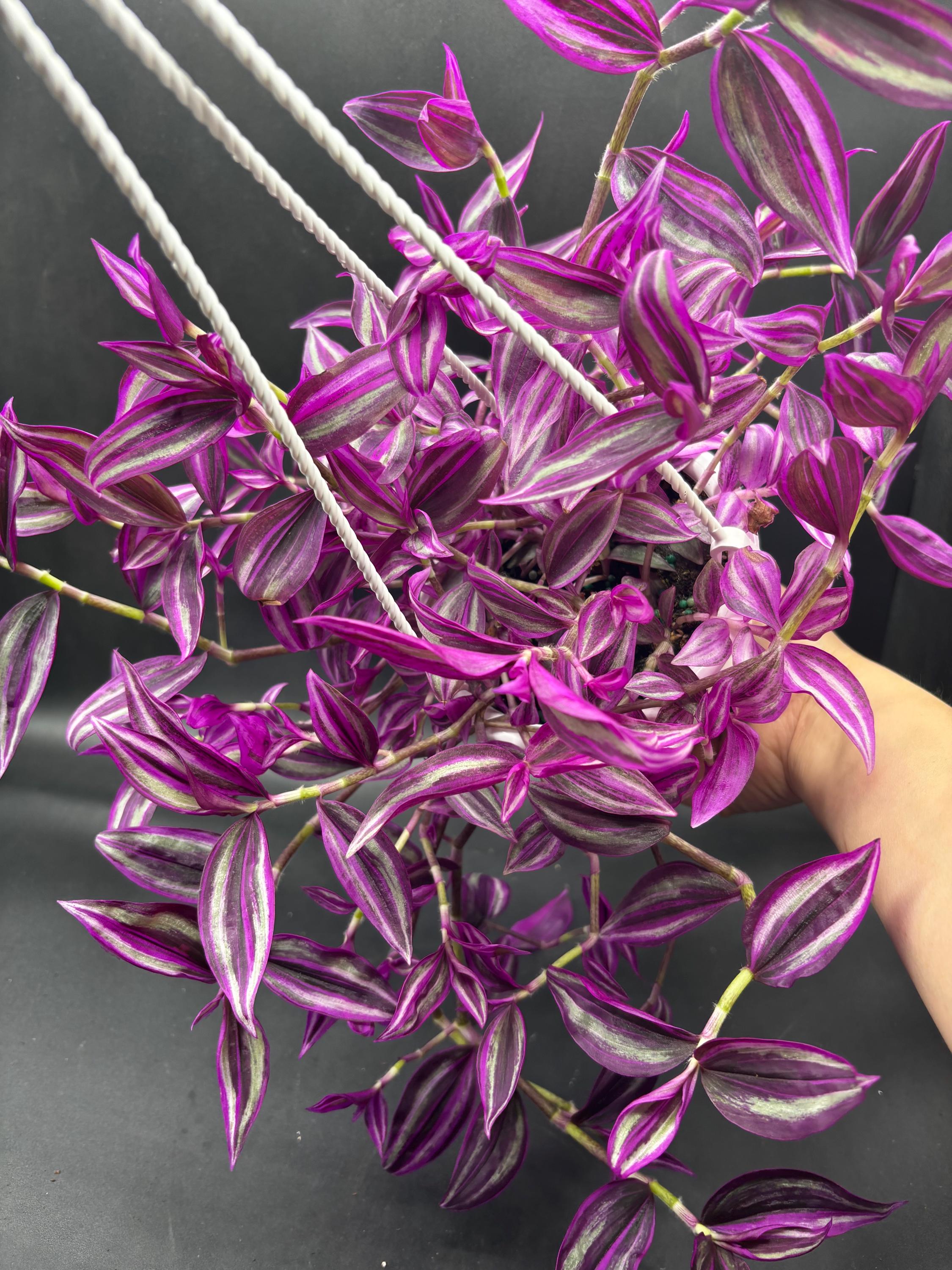 4.5” Tradescantia PINK PARADISE Hanging Basket - Wandering Dude
