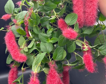 6” ACALYPHA HISPIDA CHENILLE plant hanging basket - bright & beautiful Red Hot Cattails - trailing and full houseplant home decor