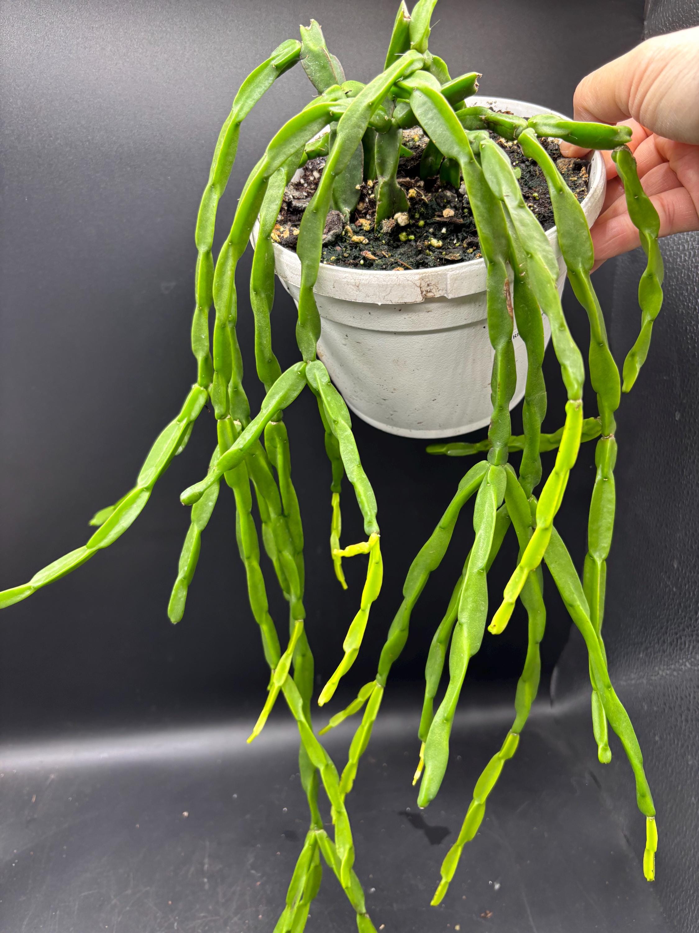 6” Rhipsalis Paradoxa Hanging Basket - Rooted Bushy Mistletoe