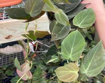 4” MICANS Philodendron plant pot - trailing houseplant - beautiful home decor - velvety green foliage - classic and grows quickly