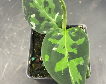 3” Aglaonema Tricolor Pictum pot