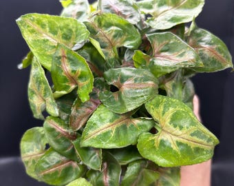 4” TIFFANY Syngonium pot - lush arrowhead with multiple houseplants - low maintenance plant - pink vein foliage - GREAT GIFT