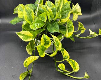 6” LIZARD QUEEN Pothos plant hanging Exact basket “A”- rare CULTIVAR houseplant - yellow and green trailing  foliage - pretty home decor