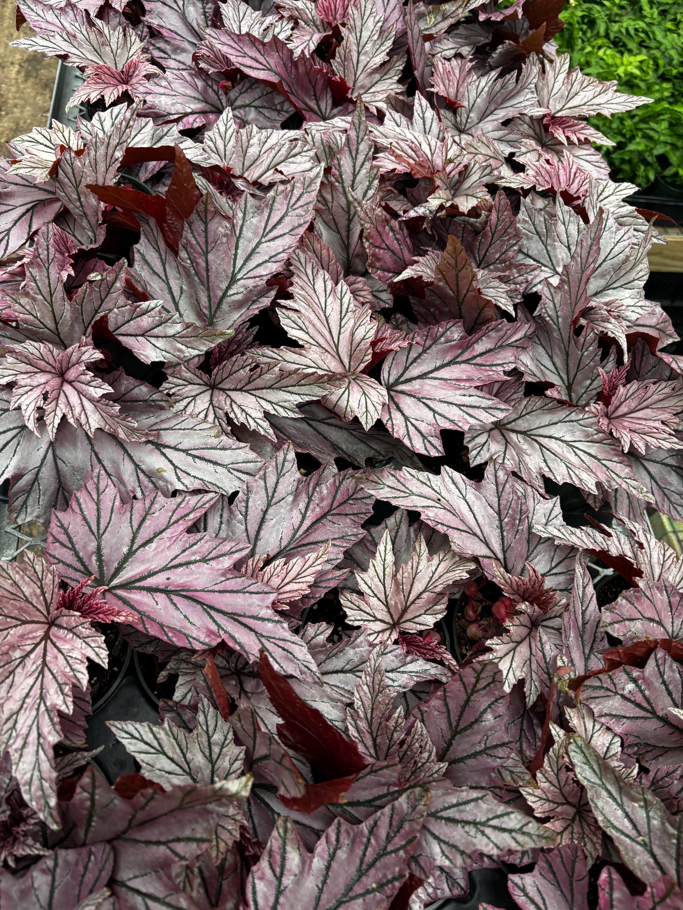 4” Rare BEGONIA LAMOON Plant Pot - Iridescent Pink Serrated