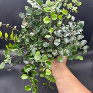 May include: A button fern plant featuring numerous small, round, dark green leaflets arranged along thin, wiry, reddish-brown stems. The foliage is dense and cascading, with a glossy texture on the leaves and fine, hair-like structures on the stems.