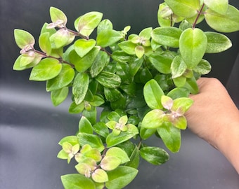 4” VARIEGATED LIPSTICK pot - purple flowers - white variegation on leaves - easy care houseplant - home decor - foliage plant