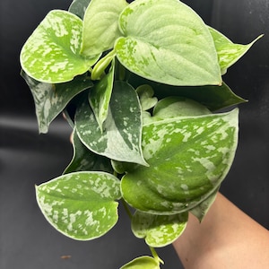 4” SILVERY ANN Scindapsus plant pot - Uncommon SILVER - fully rooted silver Pictus Satin Pothos houseplant - lovely home decor image 5