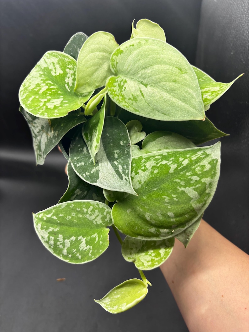 4” SILVERY ANN Scindapsus plant pot - Uncommon SILVER - fully rooted silver Pictus Satin Pothos houseplant - lovely home decor image 5