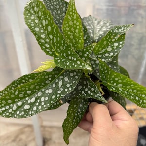 May include: A green houseplant with white spots on the leaves. The plant is in a black pot and is being held by a hand.