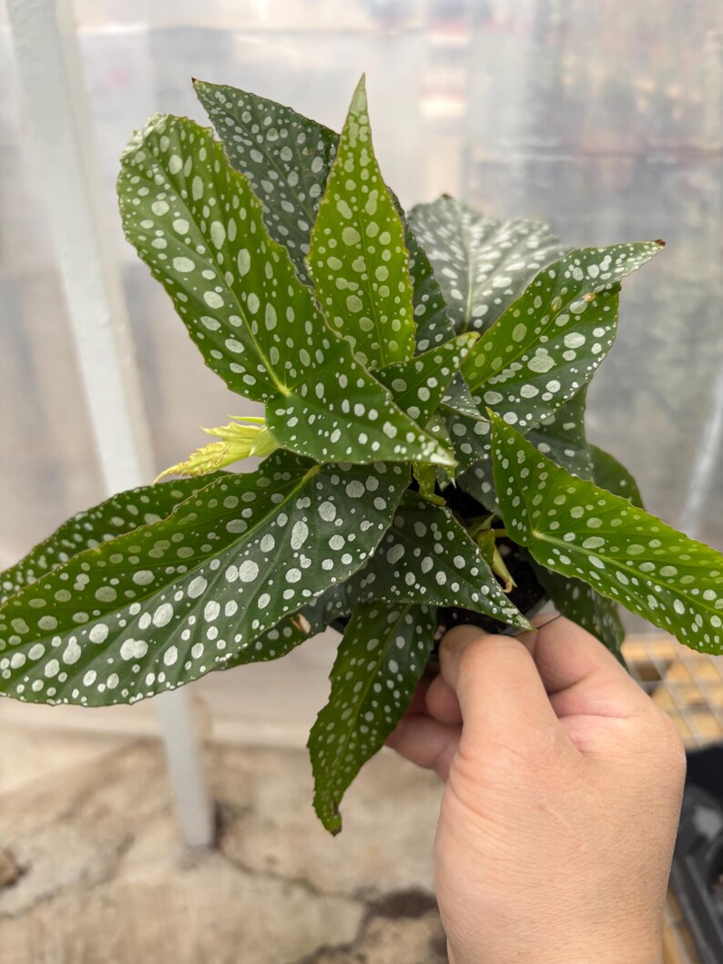 May include: A green houseplant with white spots on the leaves. The plant is in a black pot and is being held by a hand.