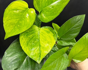 4” JESSENIA POTHOS plant pot - Epipremnum Aureum - rooted green on dark green  strands - big leaves - low maintenance houseplant - home deco