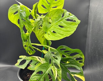 Monstera Adansonii 'aurea'  Rare Yellow-green Swiss Cheese Plant  Starter  Plant / Cutting - Etsy
