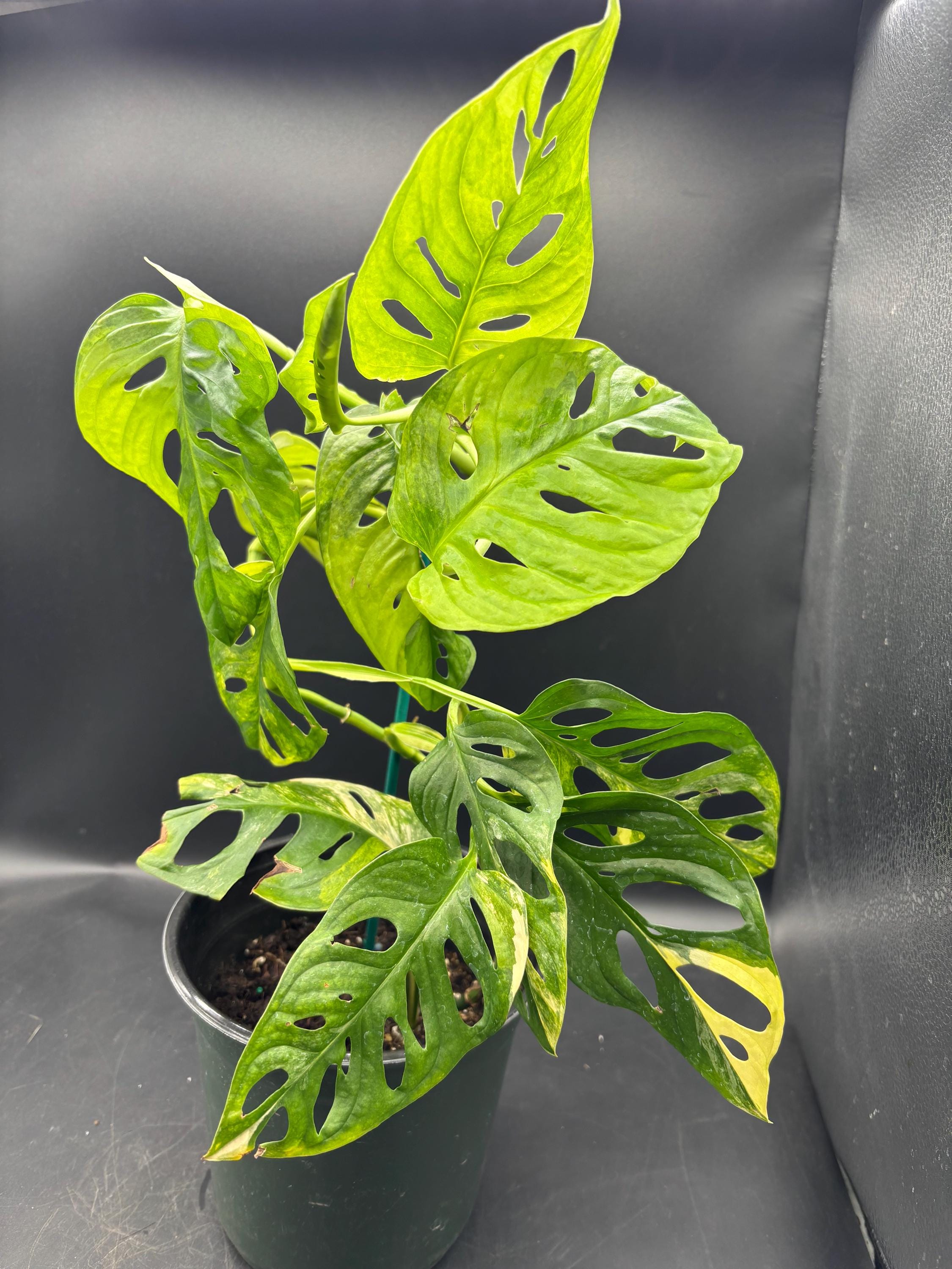 caramel pluto philodendron Philodendron 'Caramel Pluto'