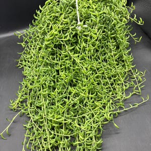 6” STRING OF BANANAS hanging basket - trailing houseplant pot - succulent plant - super lush nana foliage leaves - home decor
