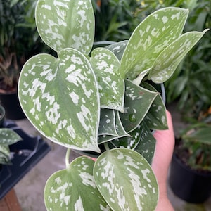 May include: A houseplant with silver and green variegated leaves. The leaves are heart-shaped and have a glossy finish.