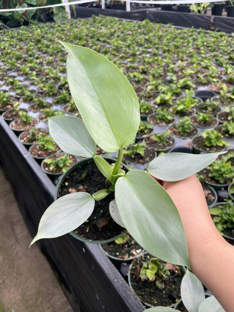 FastechPlants Philodendron Hastatum