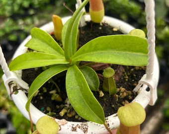 4” NEPENTHES VENTRICOSA  hanging basket - Carnivorous Pitcher plant leaves - houseplant - home decor - gorgeous pitchers