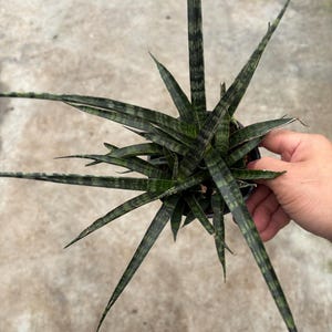 4” FERNWOOD MIKADO Snake plant pot - Sansevieria HYBRID - home decor houseplant - uncommon foliage - easy care and low light succulent