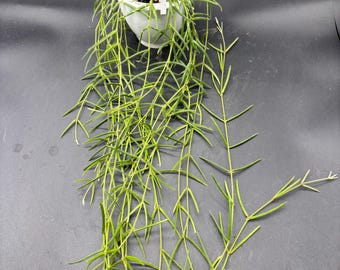 4.5” Hoya LINEARIS hanging EXACT basket “E” - super long trailing Porcelain Wax plant - easy care plant - full with several rooted sections