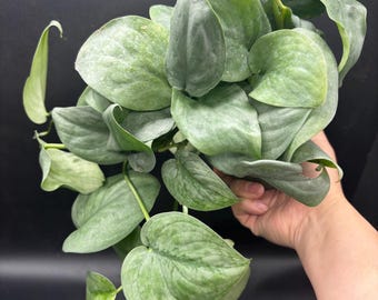 4” CRAZY LUSH Silver Hero pot - very full and rooted Scindapsus - silvery foliage houseplant - trailing uncommon plant - silver home decor