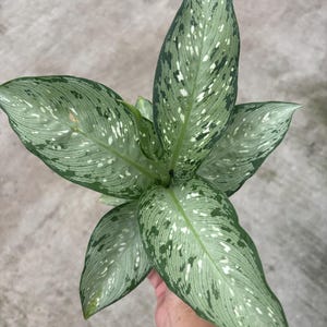 May include: An Aglaonema plant featuring elongated, pointed leaves with a variegated pattern. The foliage displays a mix of light silvery-green and dark forest green hues, accented by irregular white speckles and spots across the entire surface.