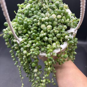 4.5” Variegated String of Pearls hanging basket; VSOP - String of Things plant - uncommon home decor - easy care succulent
