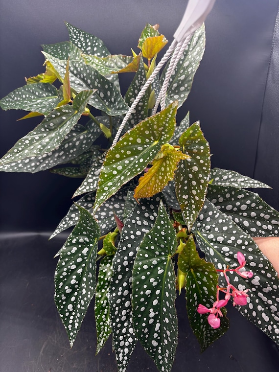 monstera albo for sale Monstera Albo Full Plant 5”