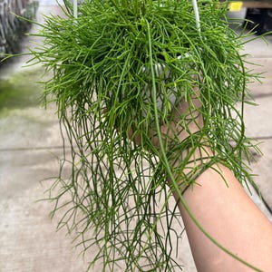 May include: A hanging basket filled with a vibrant green plant. The plant has long, thin, needle-like stems that cascade downwards. The plant is suspended by a white hanger, and the background is blurred.