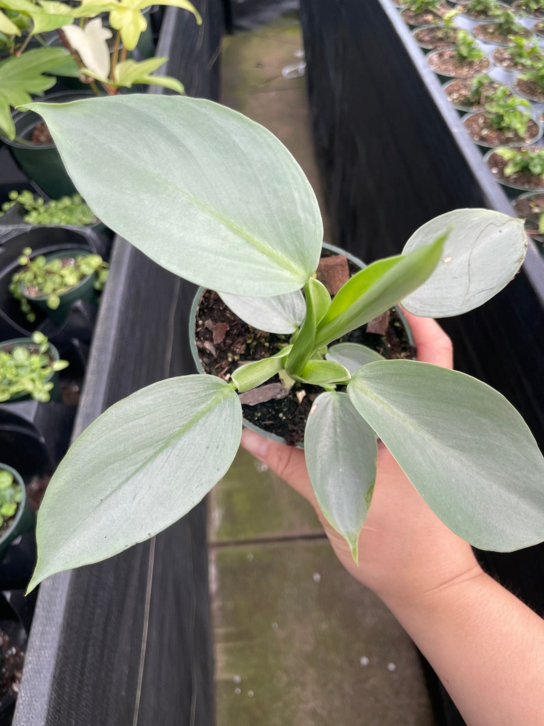 FastechPlants Philodendron Hastatum - Thumbnail 5